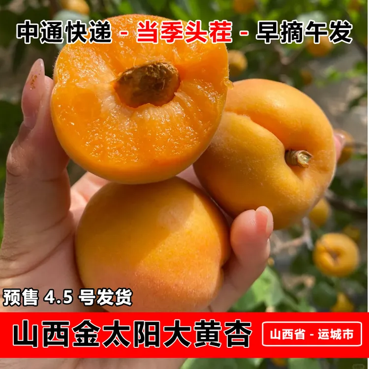 【头茬采摘】山西大黄杏新鲜水果现摘应当季孕妇水果金太阳杏1/5斤