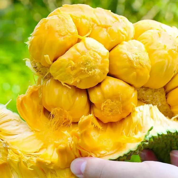 海南榴莲蜜当季新鲜水果香甜软糯热带水果三亚榴莲批发一整个包邮商品图