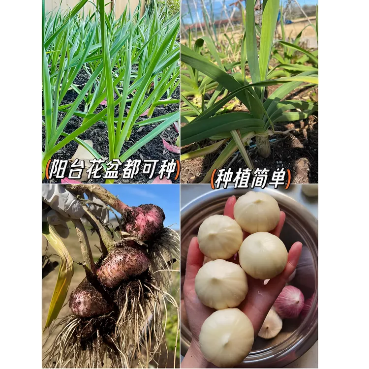 独头蒜紫皮大蒜蒜新蒜大果鲜蒜新鲜农家独头蒜种子