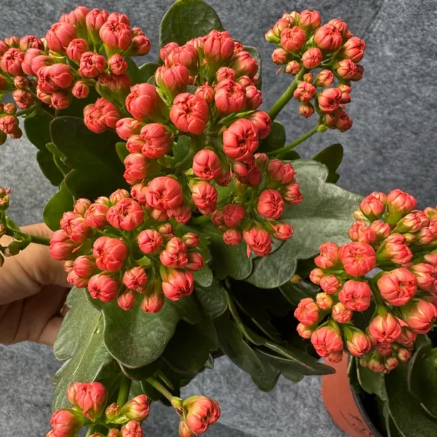 长寿花—盛宴130口径盆