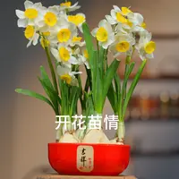 【5-7颗水仙花】年宵花带叶芽好养绿植漳州水仙室内水养植物会开花