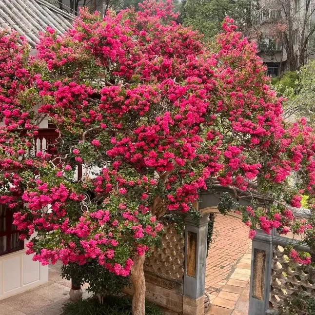 小叶玫红老桩紫薇夹竹桃庭院百日开花耐寒耐旱