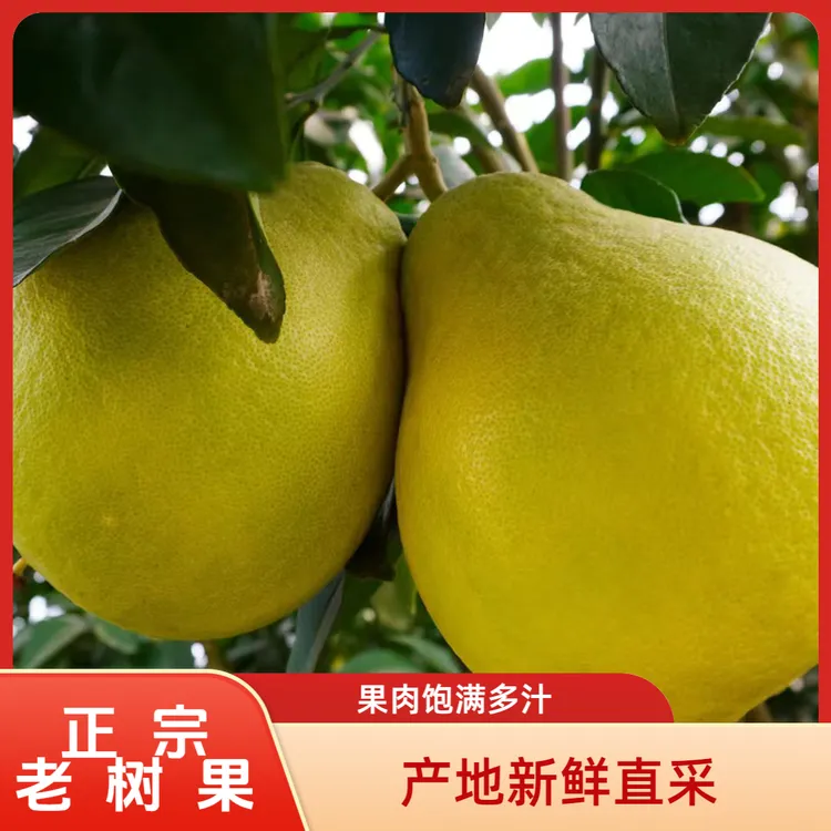 长寿（邻封）新鲜当季产地沙田柚纯甜无酸细腻多汁水果正宗柚子