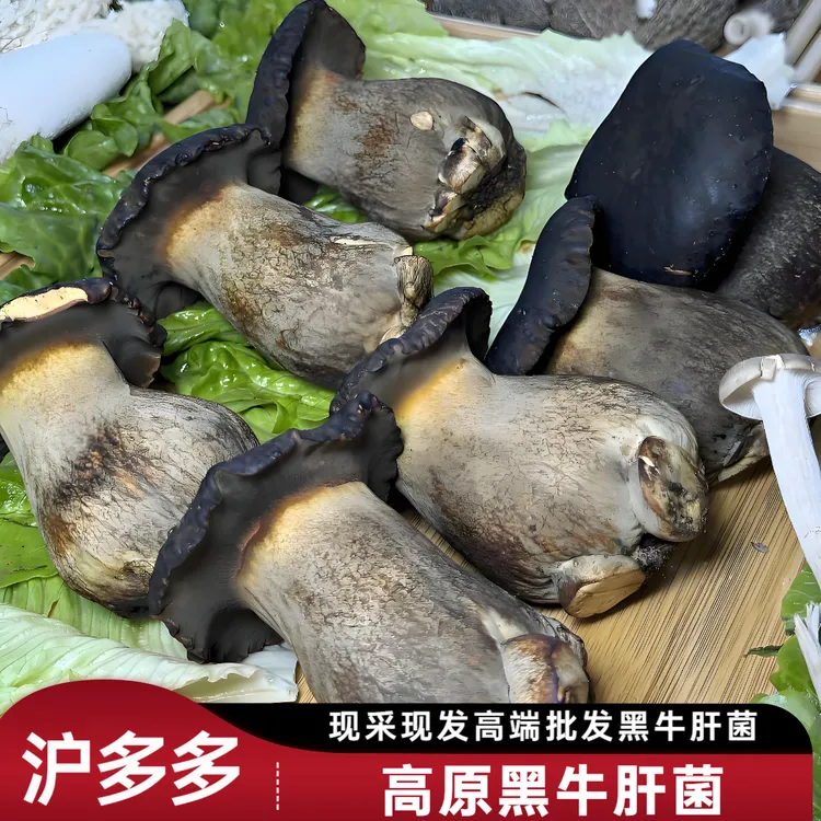 新鲜现采现发新鲜云南牛肝菌菌子菌云南牛肝菌菌云南牛肝菌松茸菇