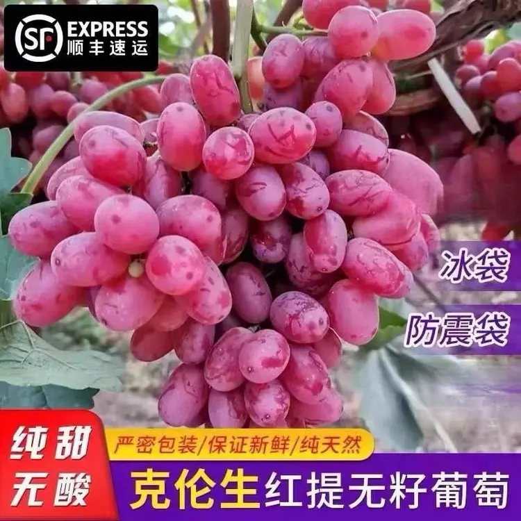 【顺丰直达】山西新鲜现摘无籽克伦生冰美人澳州无核葡萄孕妇水果