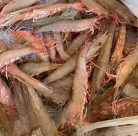 台山川岛 红须虾 海麻中 大自然海卢虾  净重2.4斤