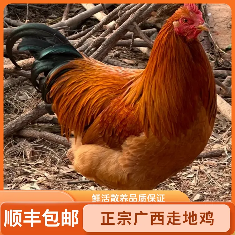 生鲜鸡广西散养8个月土鸡走地鸡阉鸡品质鸡新鲜现宰顺丰包邮