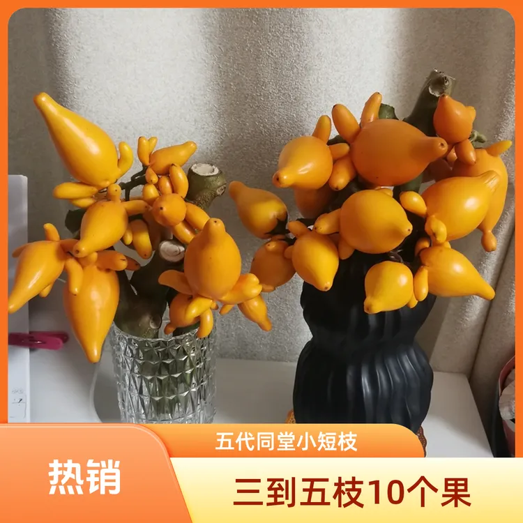五代同堂黄金果鲜花小短枝完美