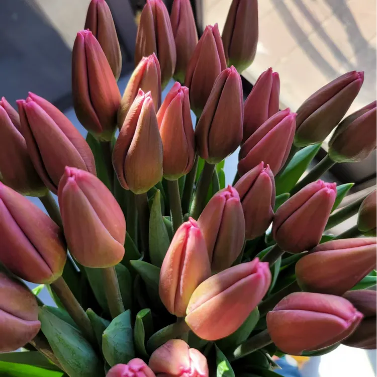 （草莓奶昔）郁金香黑吉辽蒙京津翼顺丰包邮鲜切花叶子家里需要养护