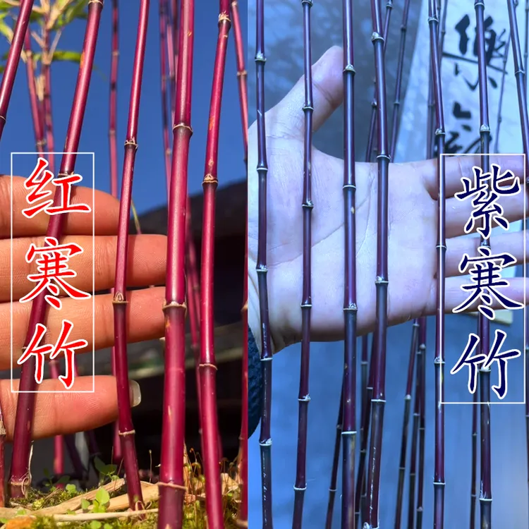 红色紫竹红寒竹紫寒竹 室内办公室绿植观赏竹小盆栽桌面四季常绿 