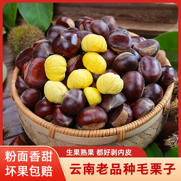 云南新板栗老品种板栗老树板栗现摘现发自然落果毛栗子