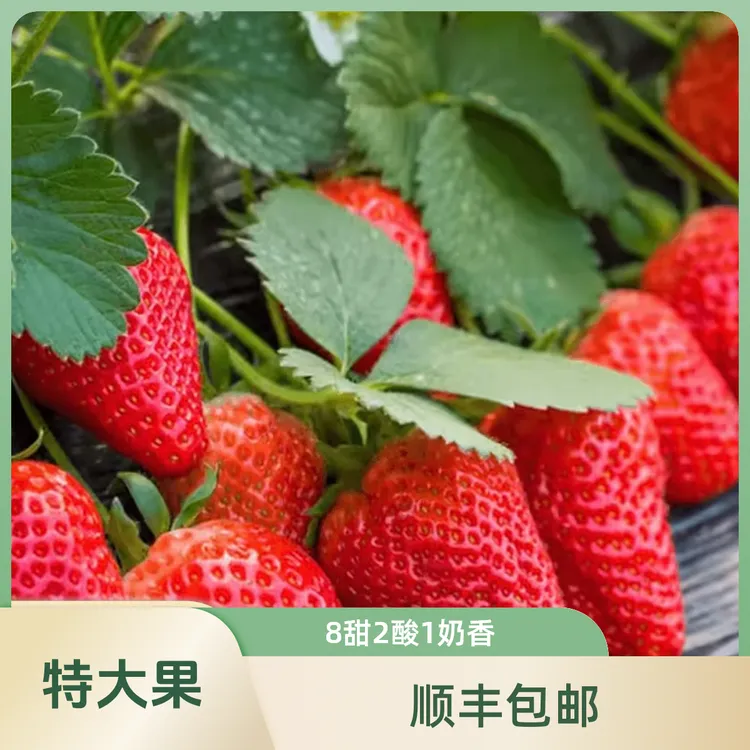 【特大果】大凉山露天奶油草莓新鲜采摘无添加更健康草莓礼盒