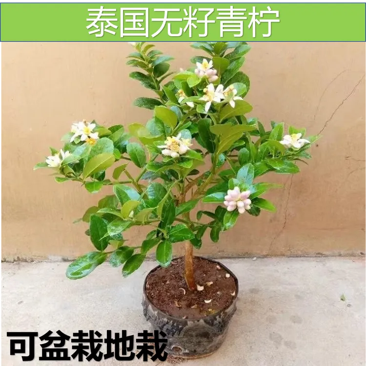 泰国品种无籽青柠檬树苗嫁接苗带土带叶发货盆栽地栽当年结果树苗