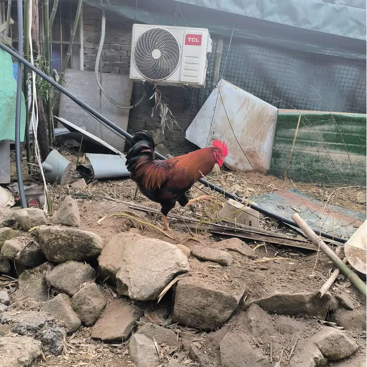 山林散养正宗老公鸡 放养280天以上