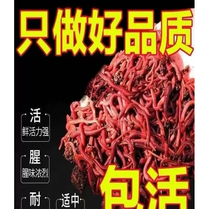 活饵整斤装鲜活野钓红蚯蚓包邮鱼红蚯蚓鱼饵活饵蚯蚓活饵包邮