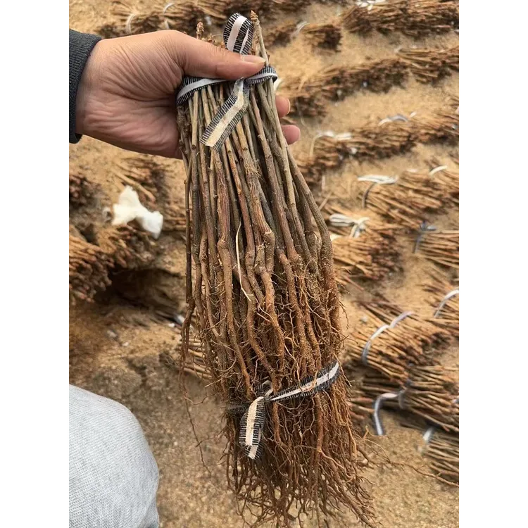 小苗小树苗当年苗