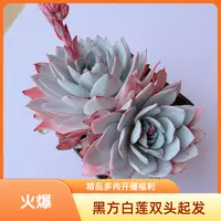 【开播福利】18# 黑方白莲双头起发精品多肉