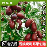 【发麦姐专属】宁夏灵武长枣新鲜水果当季现摘脆甜多汁皮薄