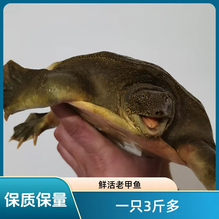 三斤多一只【生态公甲鱼】鲜活外塘散养生态公甲鱼足斤足两包鲜活