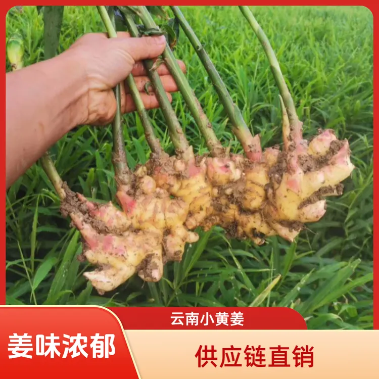 【供应链直销】云南山地小黄姜新姜香味浓郁辛辣够味生姜新鲜姜A1
