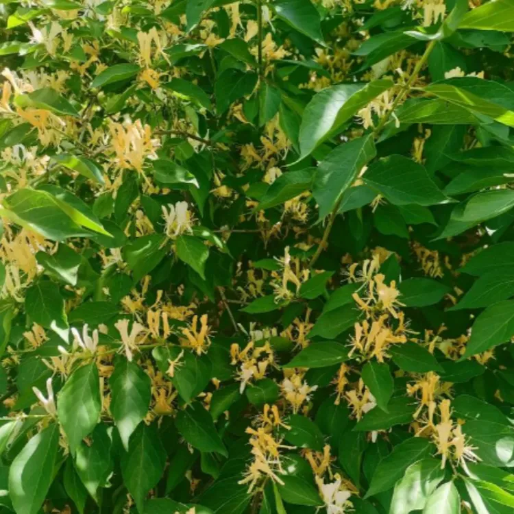 金银花树苗老桩开花卉盆栽桂花庭院爬藤植物小苗阳台庭院种植