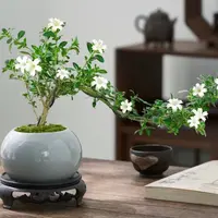金边六月雪盆景桌面盆栽好养花卉植物室内摆件禅意四季常青绿植