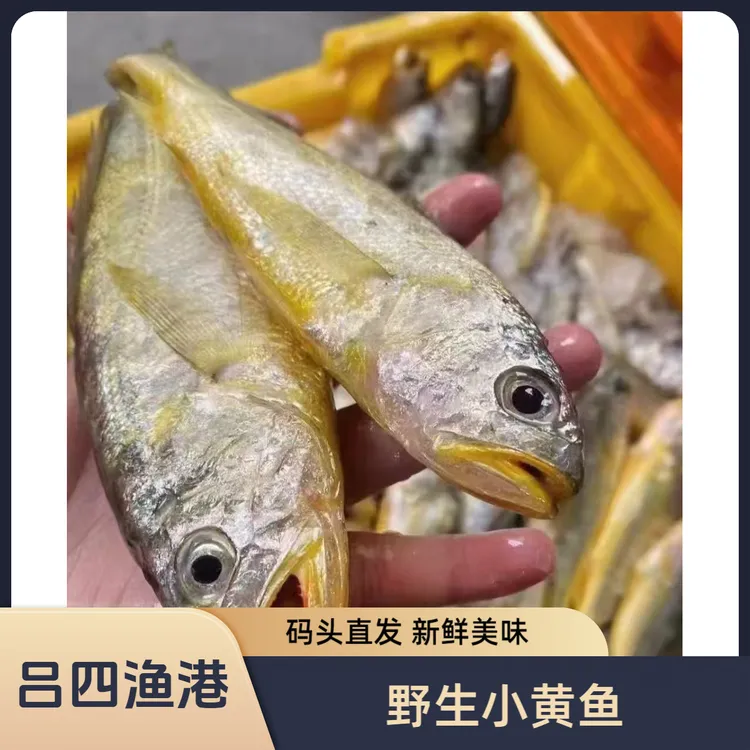 吕四新鲜小黄鱼鲜活真空鲜冻保鲜肉嫩味鲜营养丰富顺丰冷配送链