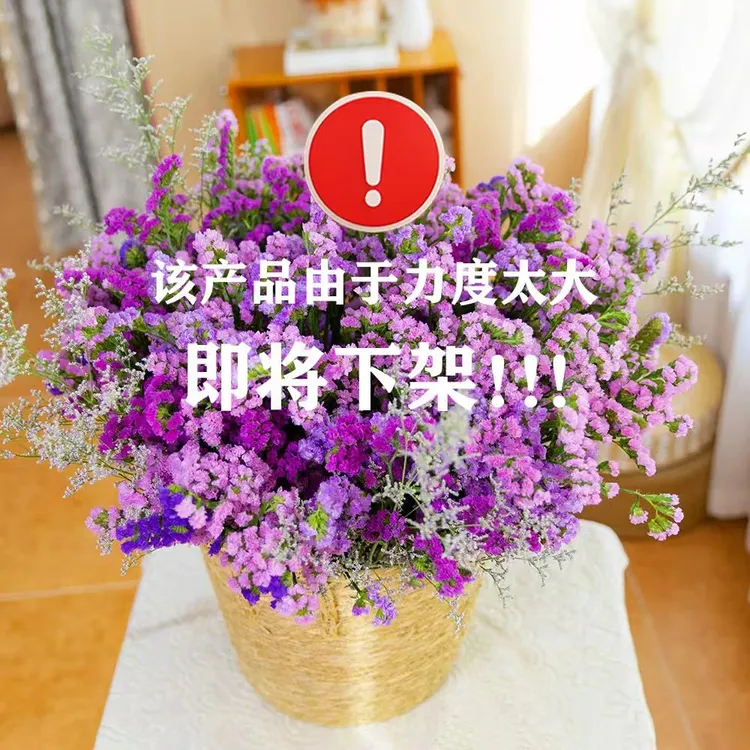 【超值两斤装】到手两束勿忘我云南昆明基地干花永生花摆件鲜花