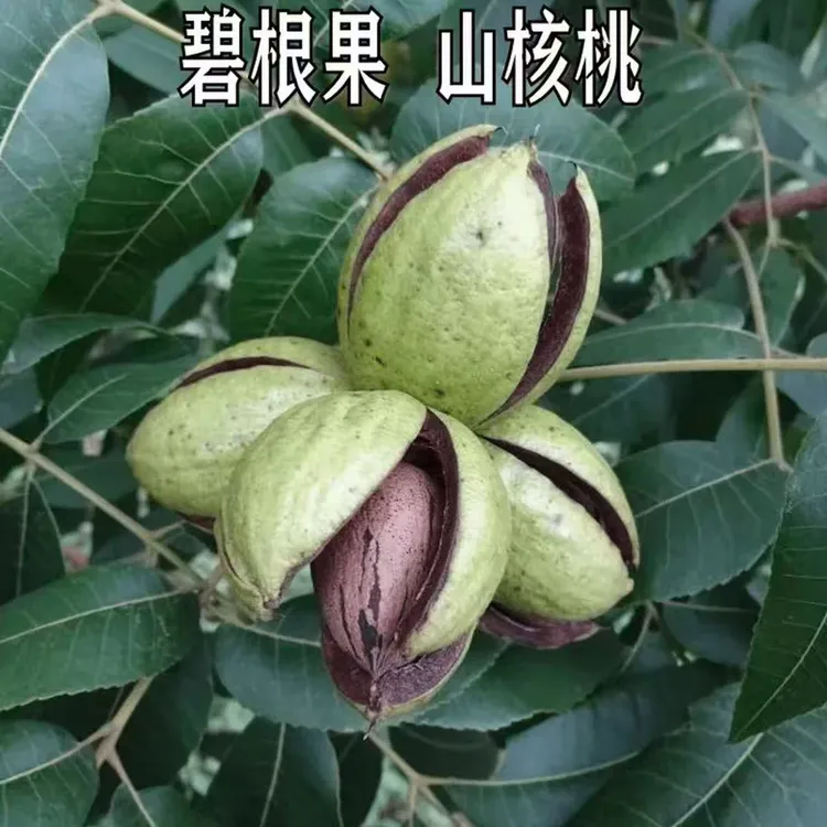 新品种薄壳核桃树苗碧根果树苗美国山核桃树苗南北方种植当年结果