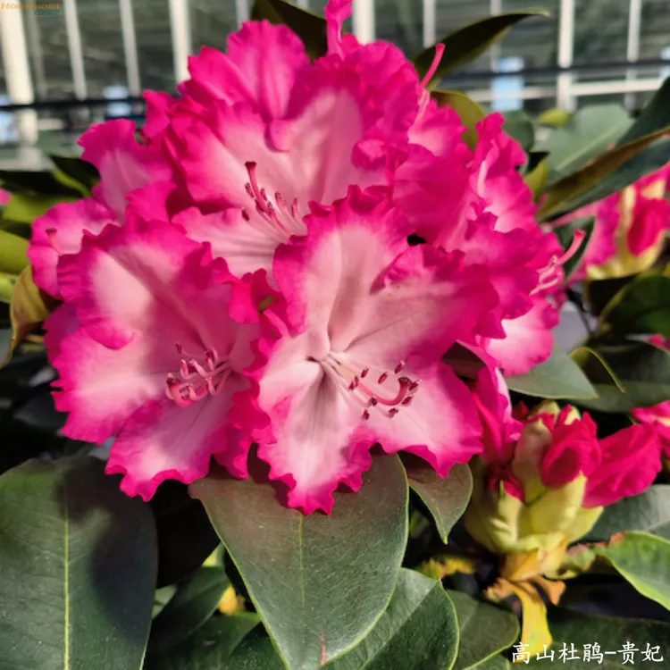 红梅园艺年宵花卉精选 带花苞 高山杜鹃-贵妃 花大艳丽