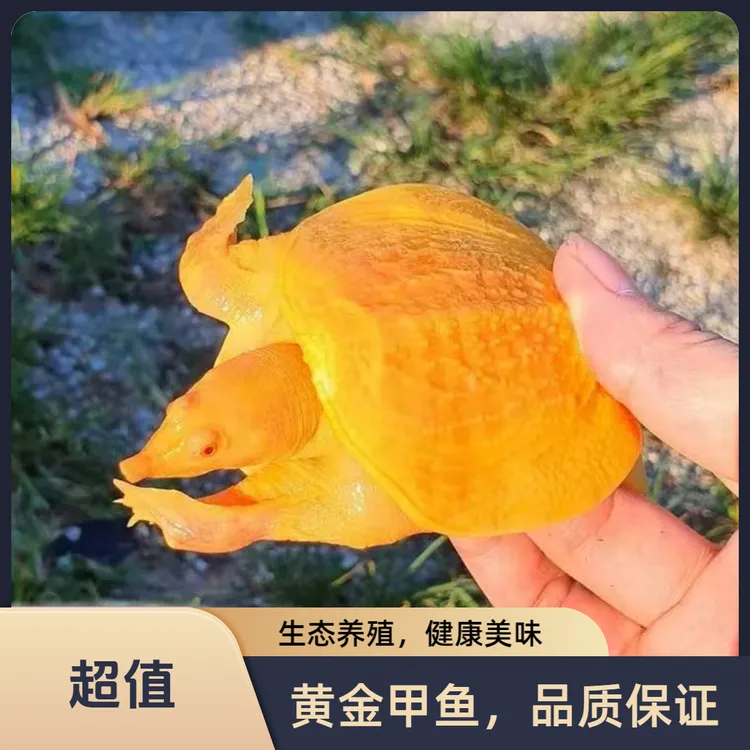 中秋好物中秋佳节团圆农家补充营养味道鲜美高活性高端品质甲鱼