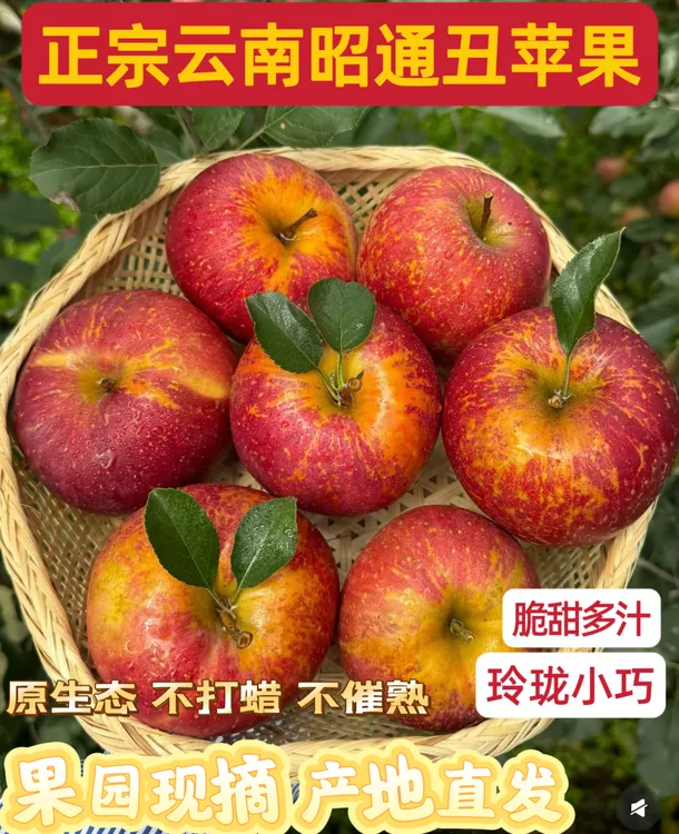 2025应季正宗云南昭通红富士糖心丑苹果脆甜多汁产地直发新鲜采摘