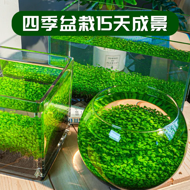 水草种子水草泥沙造景水草缸净水氧气真植物种籽套餐水培草缸造景