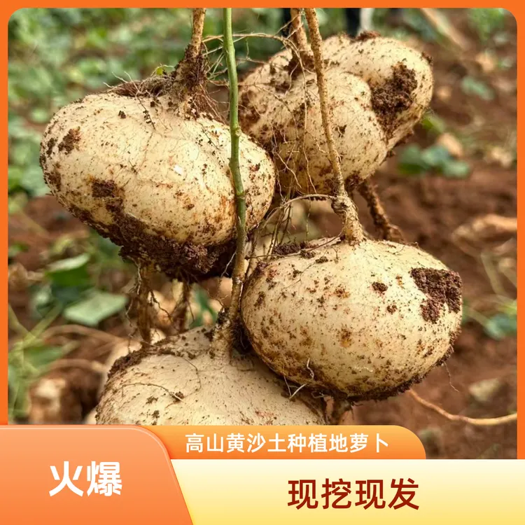 贵州高山黄沙土种植·水果地萝卜·凉薯·地瓜3/5/9斤包邮！