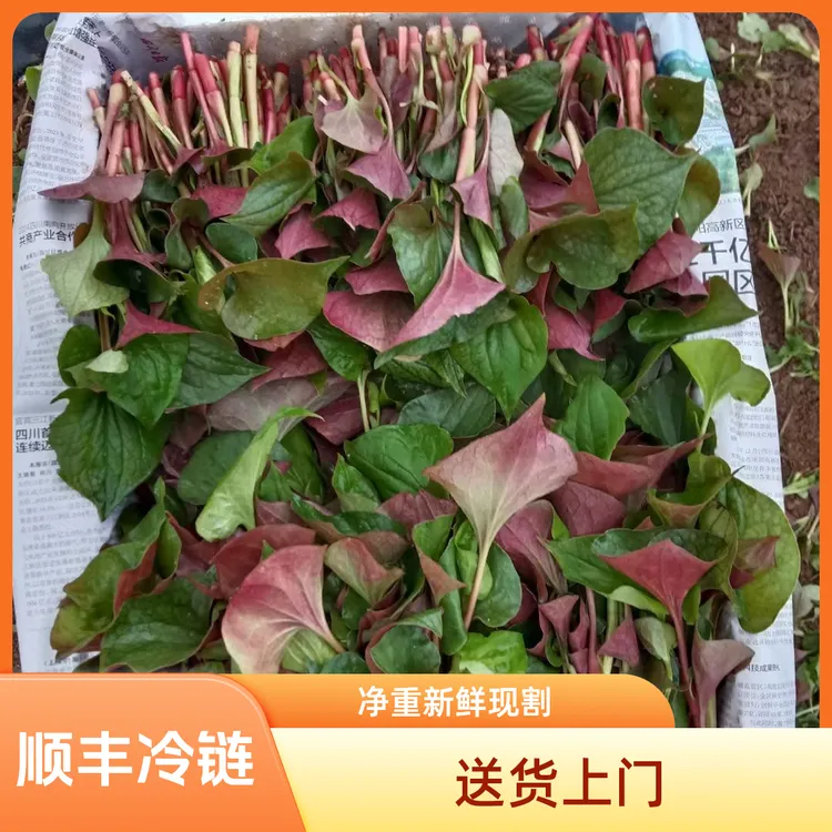 【顺丰发货】新鲜嫩叶脆嫩带叶现摘味道香浓露天渔腥草