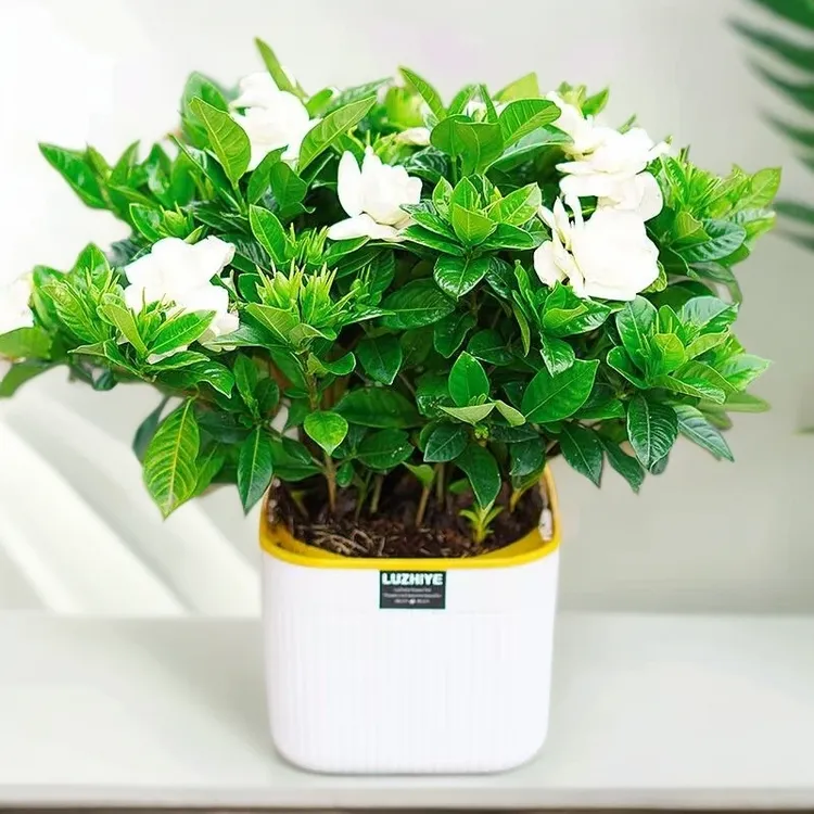大盆牡丹栀子花四季开花卉绿植室内桌面盆栽净化空气吸甲醛香味的