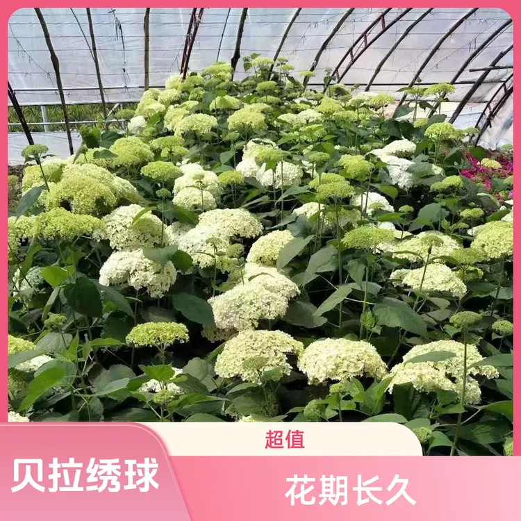 贝拉安娜绣球两季绿植花期购物车大花花头大
