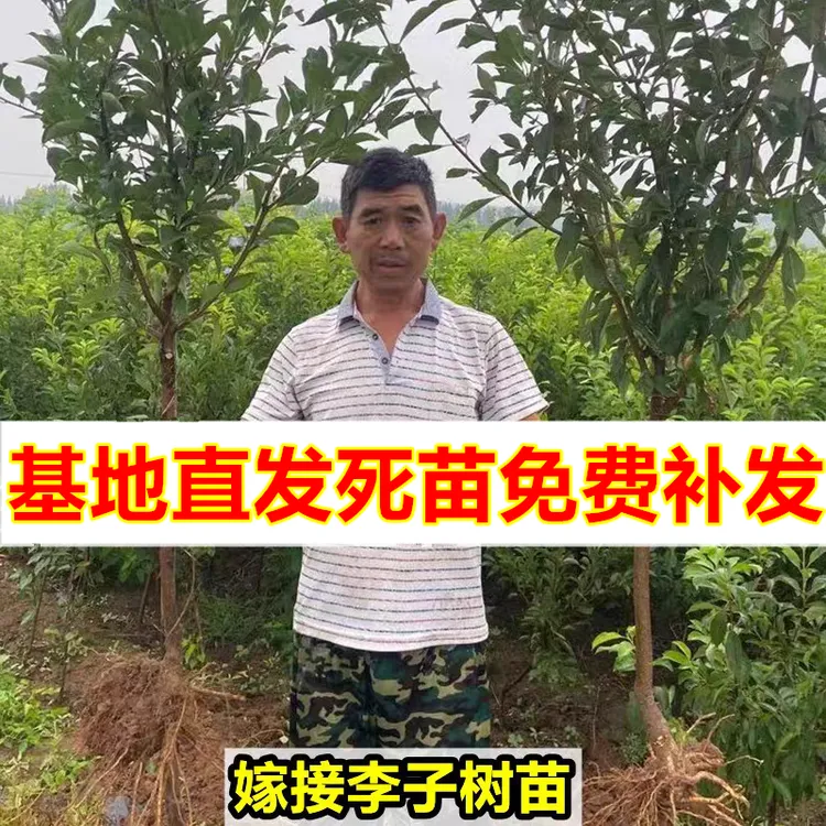 【嫁接李子树苗】蜂糖李子大红袍黑布林西梅早熟李子特大离核南北方