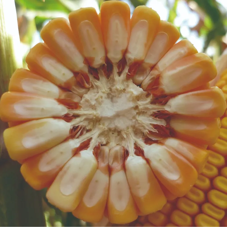 国审5783粒庆玉783【户】高产玉米种正品保真