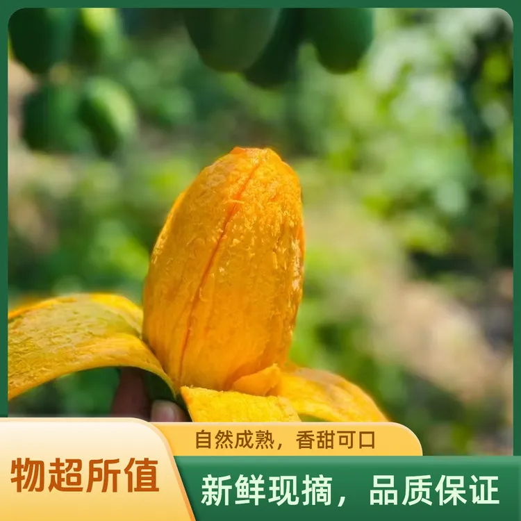[椰香芒&鸡蛋芒]攀枝花椰香芒果，生态健康，口齿留香~