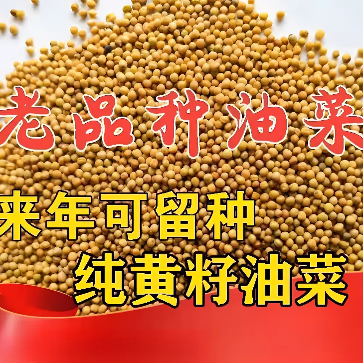 早熟黄色油菜种子耐寒越冬矮杆秋播冬播油菜籽高产三月黄油菜种子