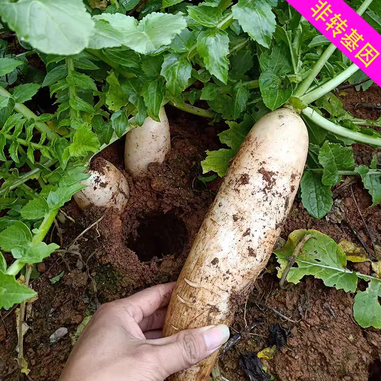 技术支持费送非转基因老品种蔬菜种子早熟白萝卜晚熟白萝卜种子籽