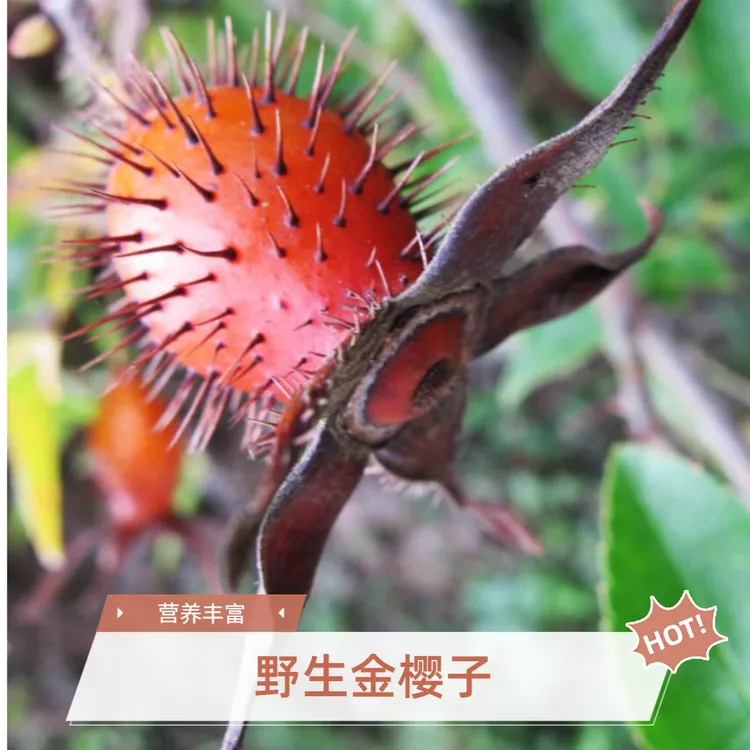 100%正宗野生金樱子糖罐子深山采摘可泡酒酒可泡水