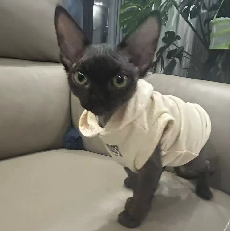 德文小可爱，纯黑妹妹，三个月，超级粘人