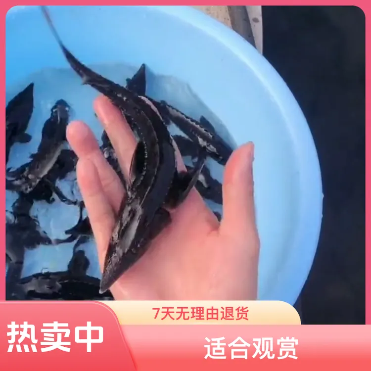 鲜活鲟鱼苗冷水淡水观赏鱼食用鱼鱼塘水库养殖鱼塘鱼缸鱼池中华鲟