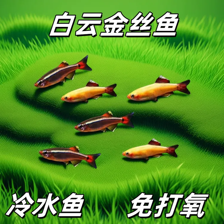 白云金丝鱼观赏鱼小型鱼冷水免打氧耐低温