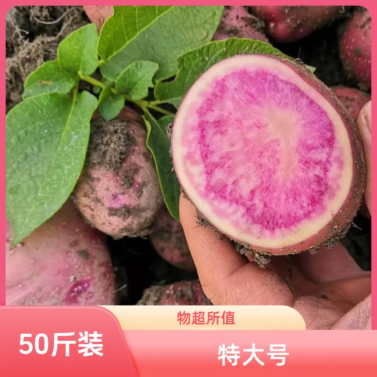 特大七彩土豆七彩洋芋50斤紫土豆一袋