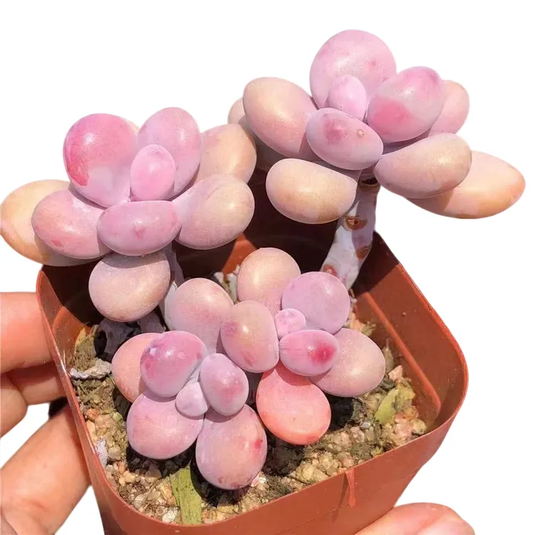 桃蛋多肉老桩桃之卵群生贵货稀有品种进口肉肉植物多头大颗好养