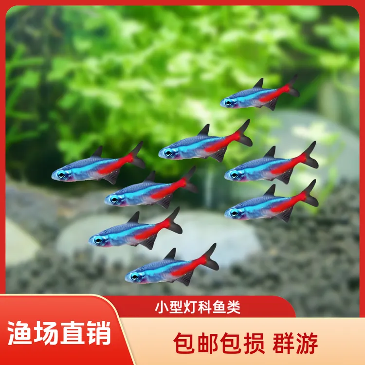 红绿灯鱼热带观赏鱼小型灯科鱼孔雀鱼斑马鱼宝莲灯鱼淡水鱼群游鱼