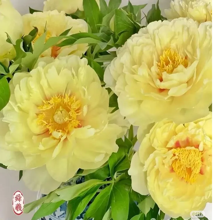 【芍药合集】进口芍药低中端种苗易成活基地芍药花直发